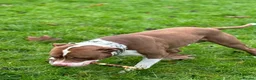 American Bully dogs for stud: Amstaff/Bully for stud - Advert 3