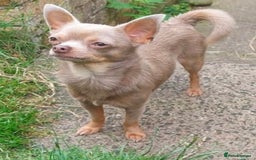 Chihuahua dogs for stud: KC Reg lilac Stunning Stud Boy in Bury Saint Edmunds - Image 4