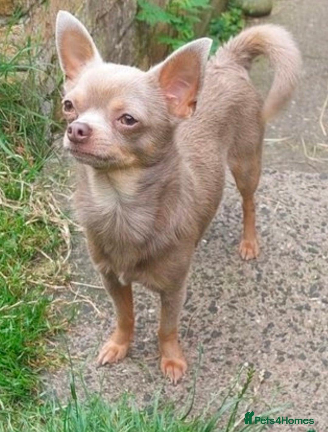 Chihuahua dogs for stud: KC Reg lilac Stunning Stud Boy in Bury Saint Edmunds - Image 4