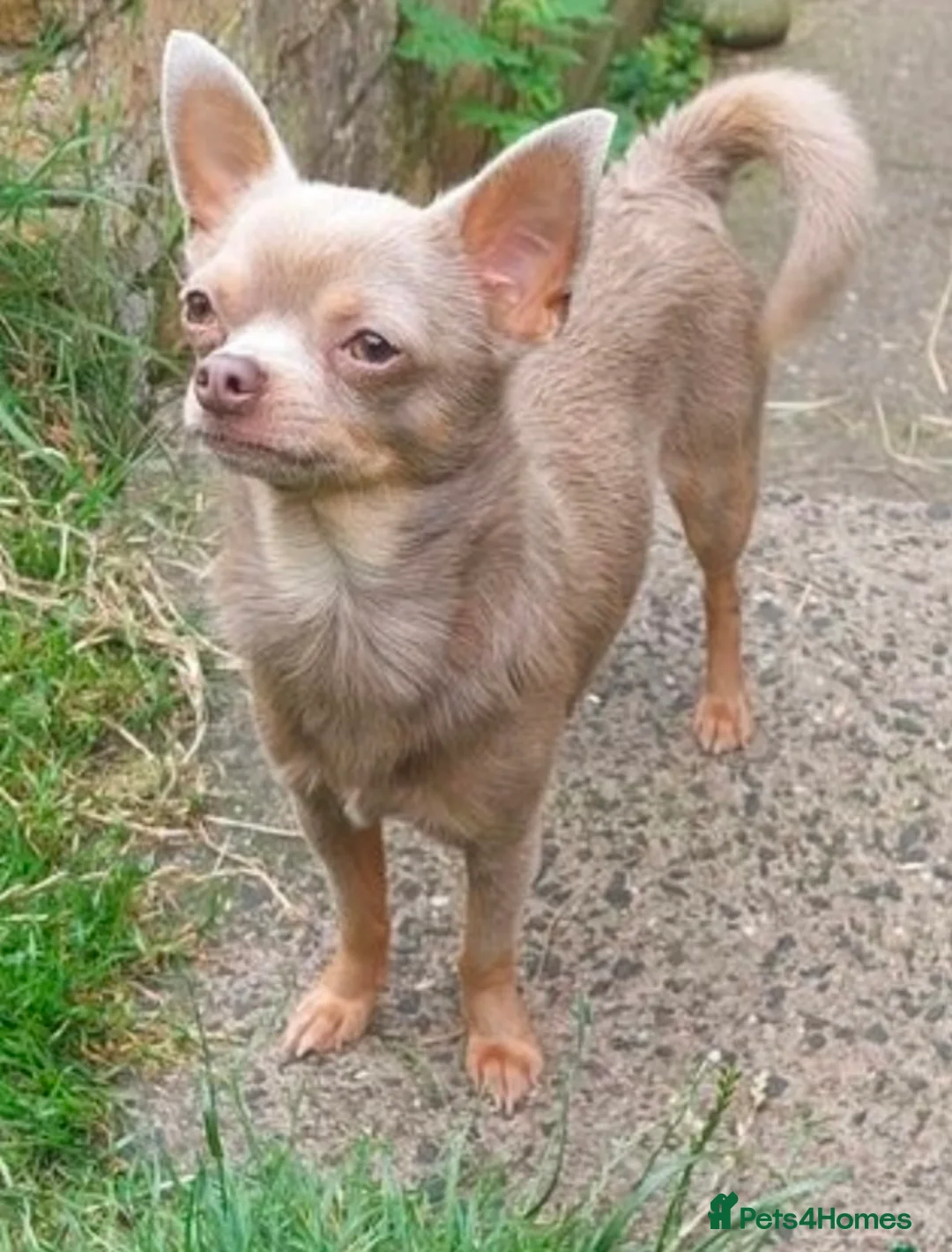 Chihuahua dogs for stud: KC Reg lilac Stunning Stud Boy in Bury Saint Edmunds - Advert 4