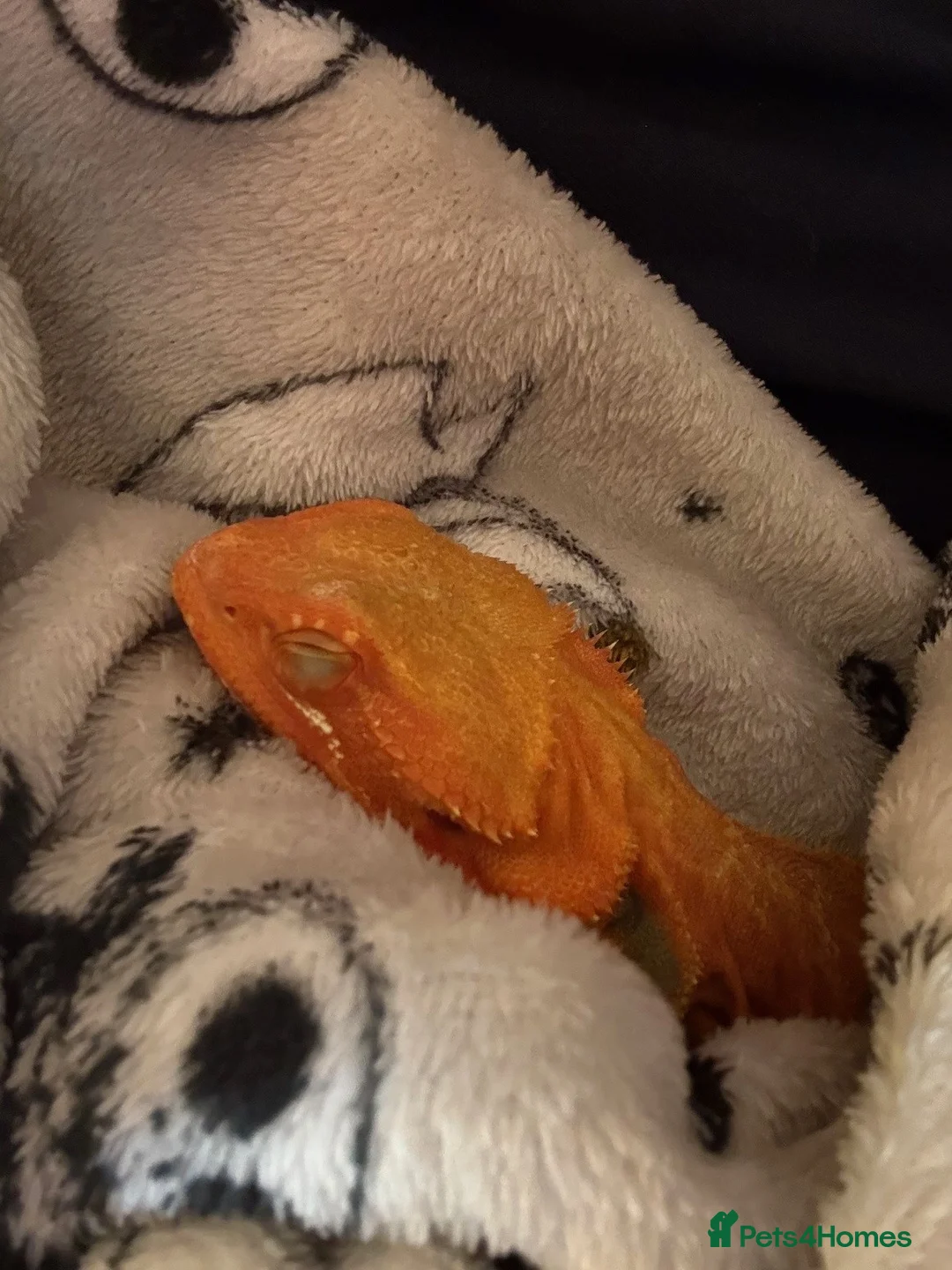 Bearded Dragon reptiles for sale: Bearded Dragon for sale - Advert 3