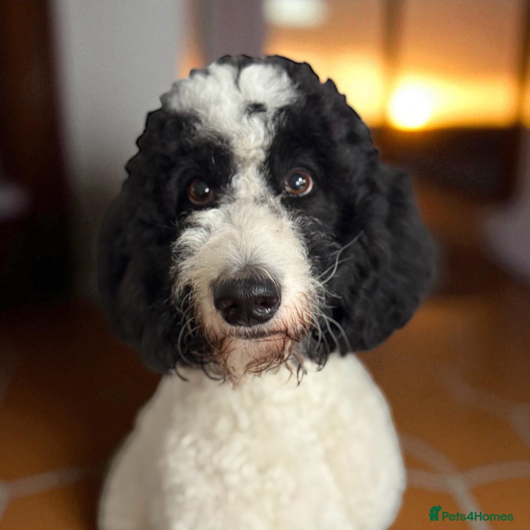 Bernedoodle dogs for sale: Miniature F1bs Bernedoodle Waiting List - Image 4