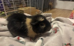 Guinea Pig rodents for sale: 1x Male  - Advert 2