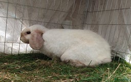 Mini Lop rabbits for sale: Spayed and neutered rabbits for adoption - Image 4