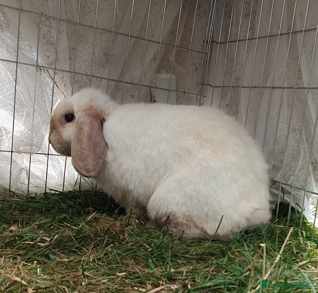 Mini Lop rabbits for sale: Spayed and neutered rabbits for adoption - Image 4