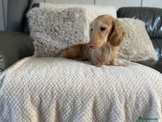 Miniature Dachshund dogs Miniature dachshund - Advert 9