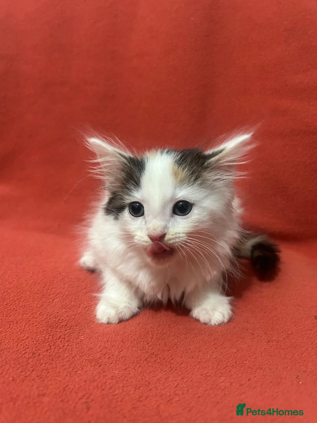 RagaMuffin cats for sale: Kittens for sale  - Advert 19