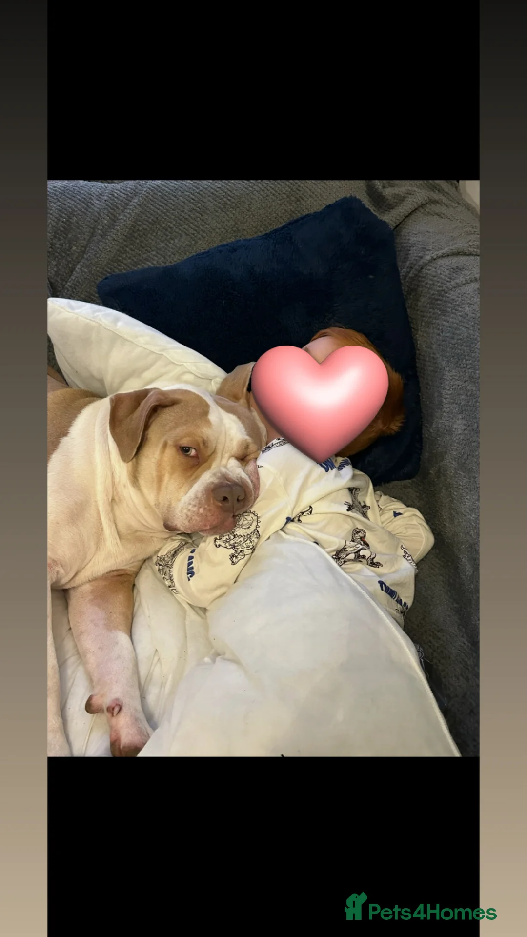 American Bulldog dogs for sale: Loving and friendly dog looking for a new family  - Advert 2