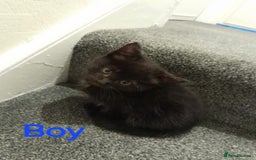 British Shorthair cats for sale: 4 beautiful kittens for sale - Image 4