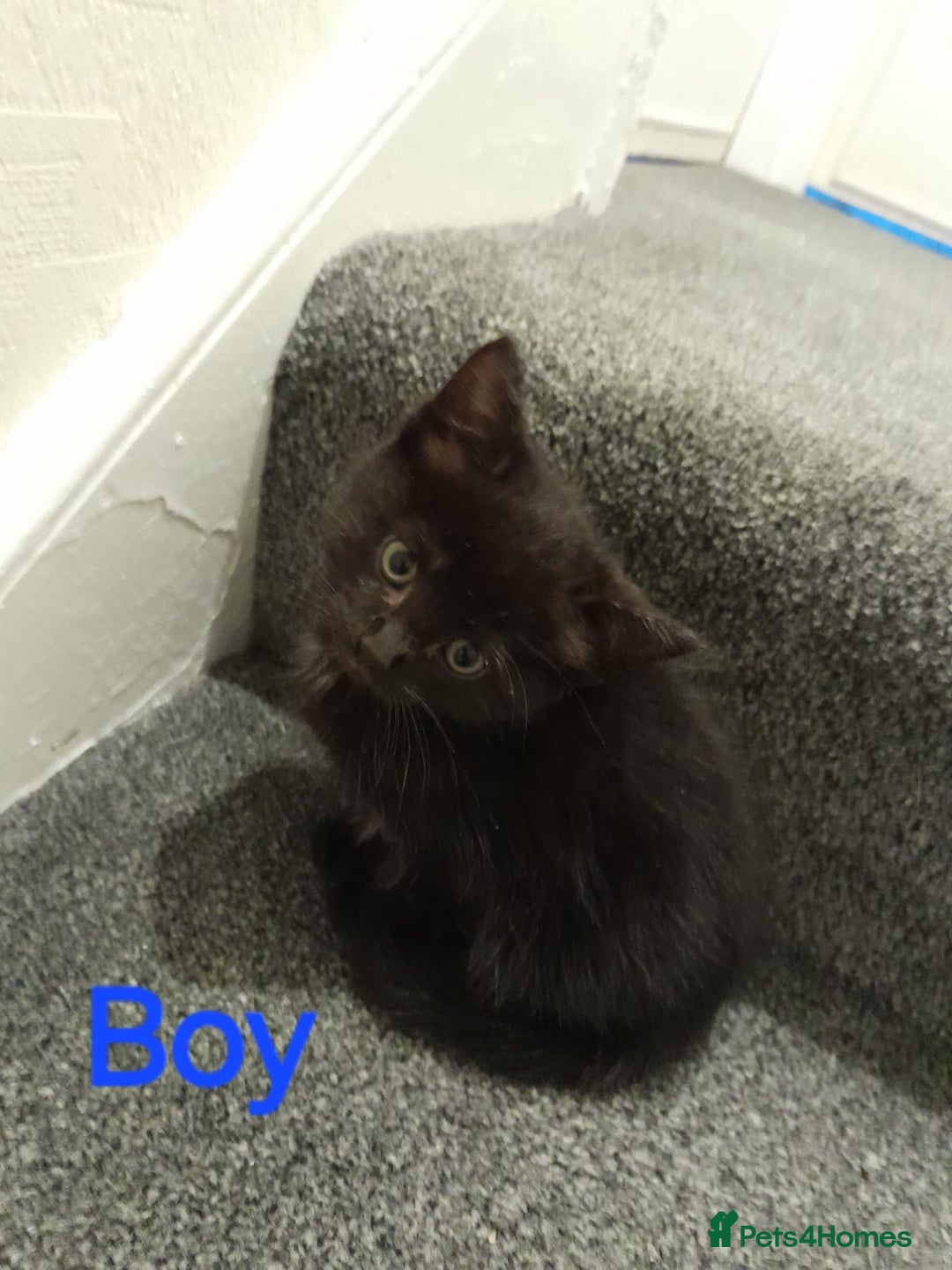 British Shorthair cats for sale: 4 beautiful kittens for sale - Image 4