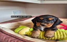 Cocker Spaniel dogs for sale: Kc registered beautiful cockers - Image 7