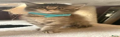 Maine Coon Kitten 2