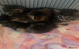 Domestic Shorthair cats for sale: Kittens for Sale - Image 6