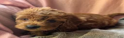 Mini Goldendoodle dogs for sale: ❤️ Beautiful Red & Gold Mini Goldendoodle Puppies  - Advert 5