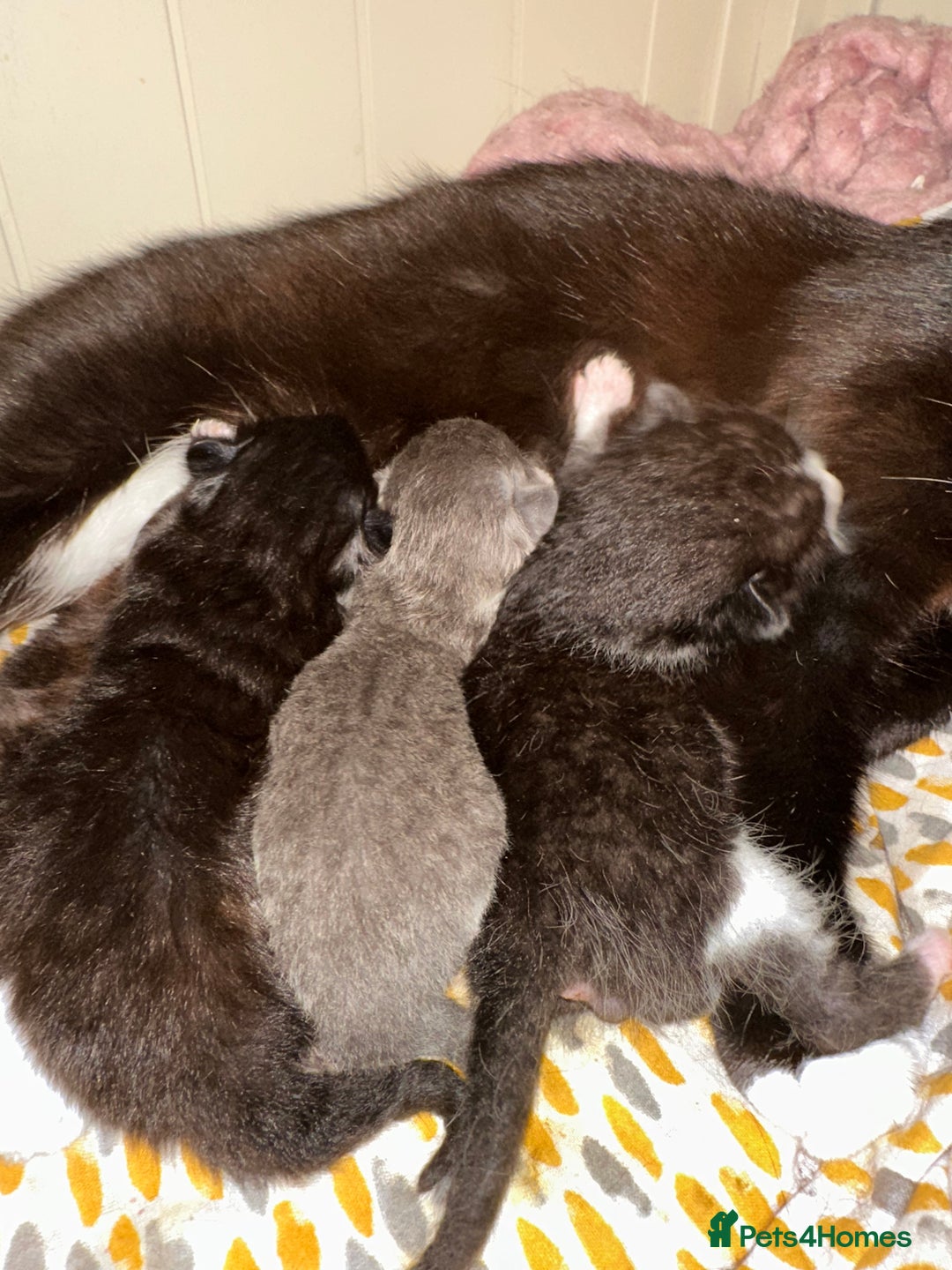 Mixed Breed cats for sale: Male kitten - black and white - Image 3