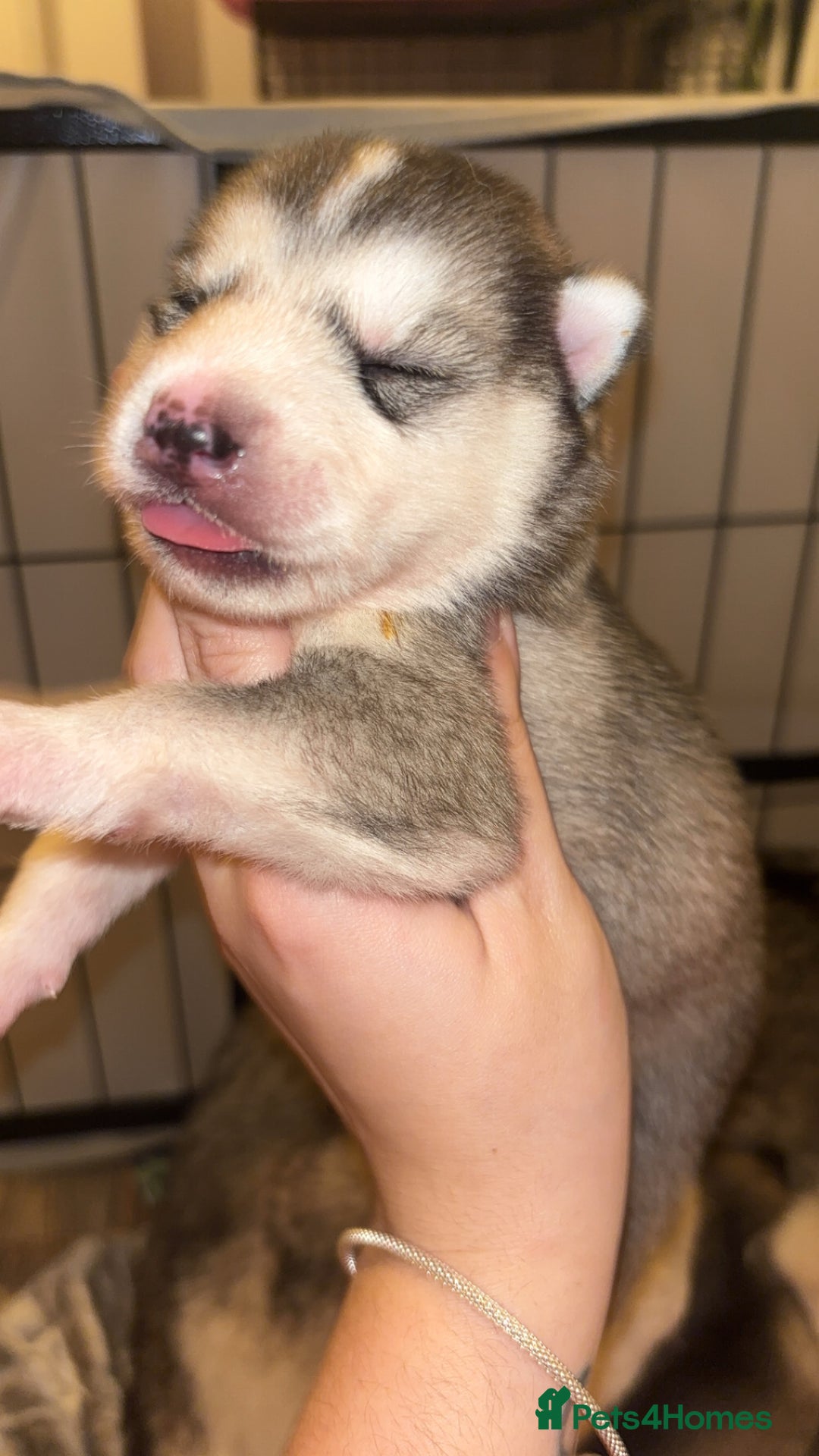 Siberian Husky dogs for sale: 6 Beautiful Siberian Husky’s ❤️ - Advert 21