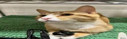 Domestic Shorthair cats for sale: 7-Month-Old Loving & Playful Male Kitten  - Advert 9
