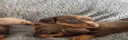 Miniature Dachshund dogs for sale: Chocolate and tan miniature dachshunds - Advert 3