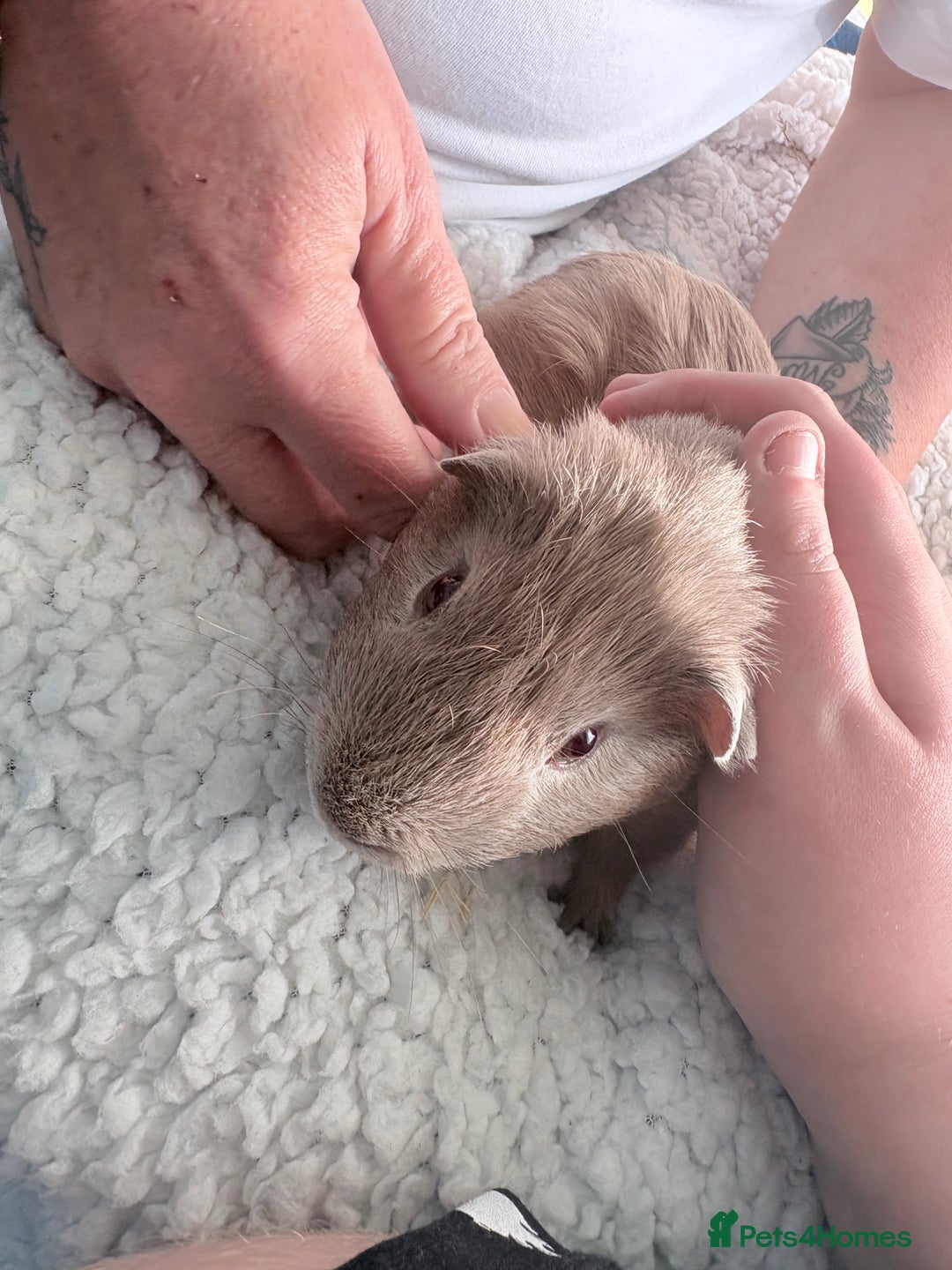 Guinea Pig rodents for sale: Two male Guinea pigs  - Image 7