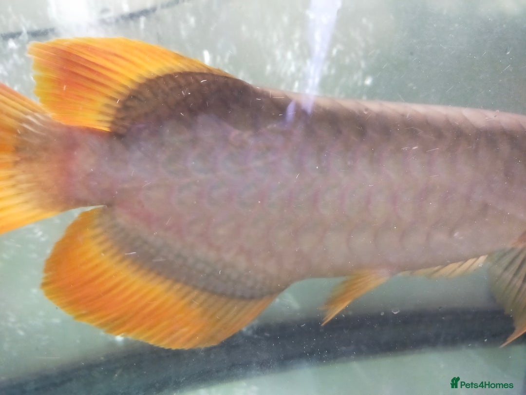 Cichlids fish for sale: Golden high back arrowana  - Advert 2