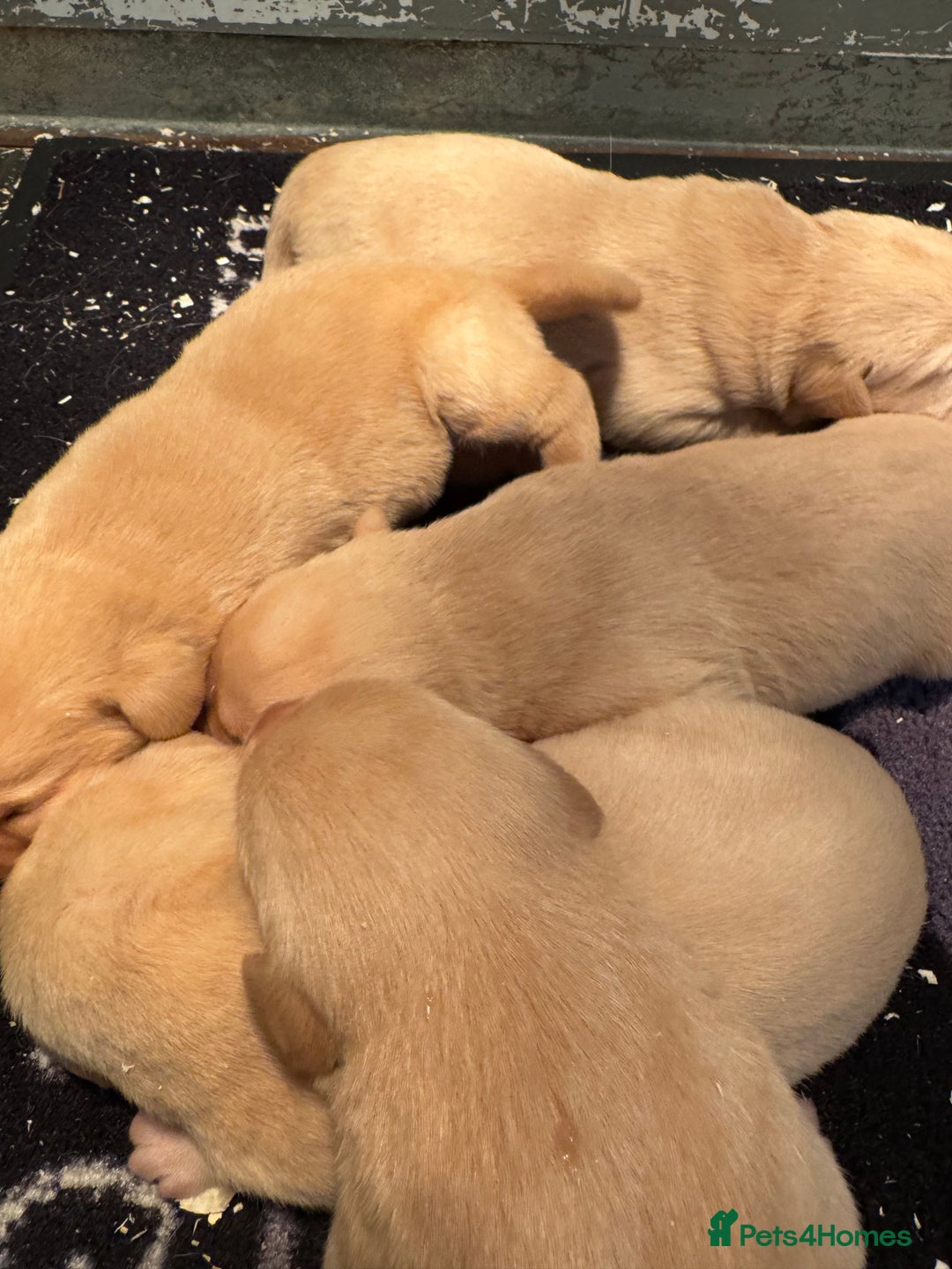 Labrador Retriever dogs for sale: Labrador retriever  - Advert 2