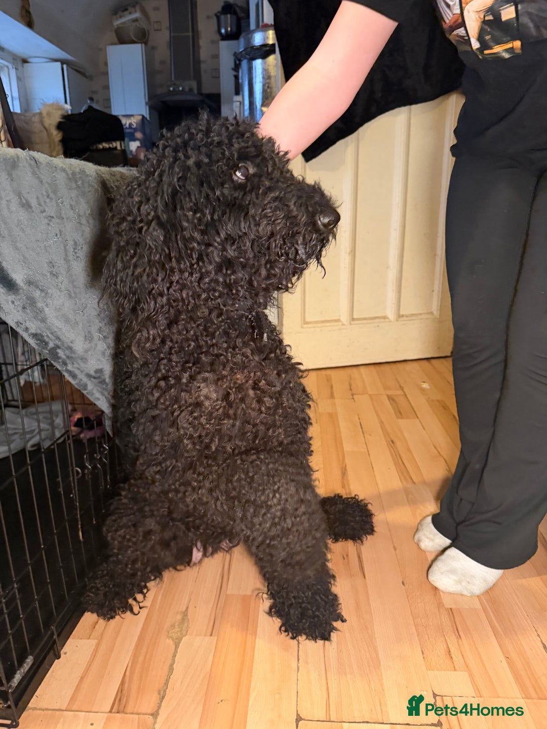 Goldendoodle dogs for sale: Black Goldendoodle looking for her forever sofa  - Advert 5