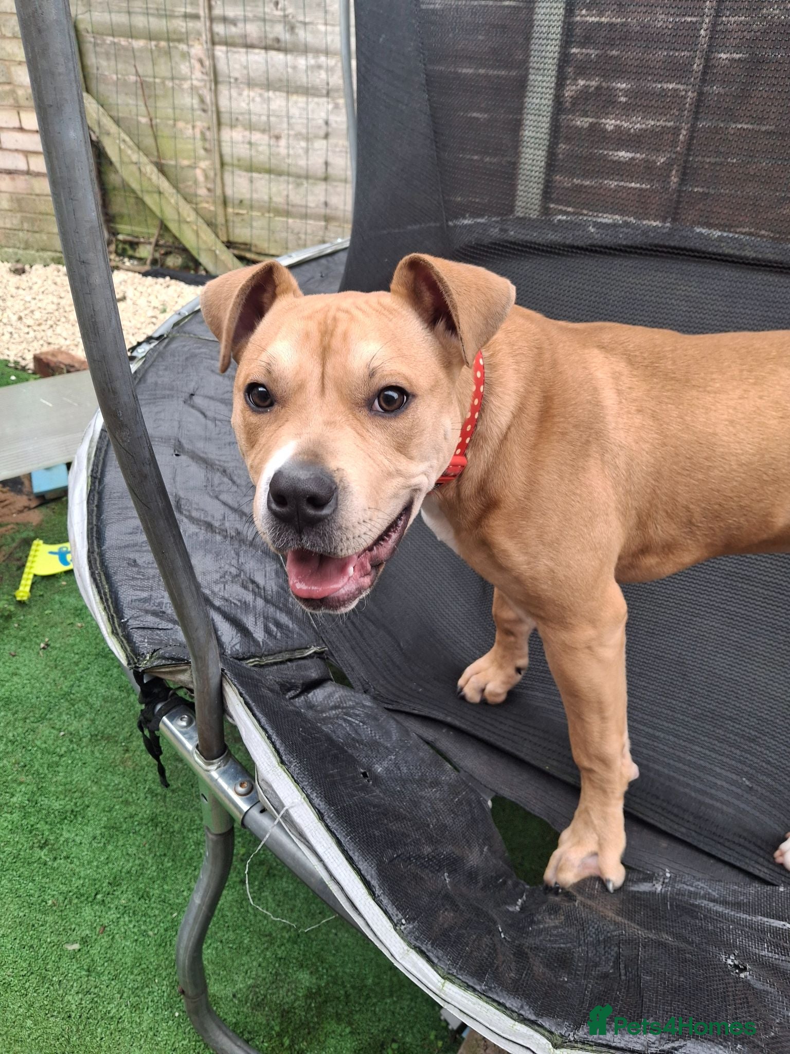 Staffordshire Bull Terrier dogs Poppy! (8 months) - Advert 2
