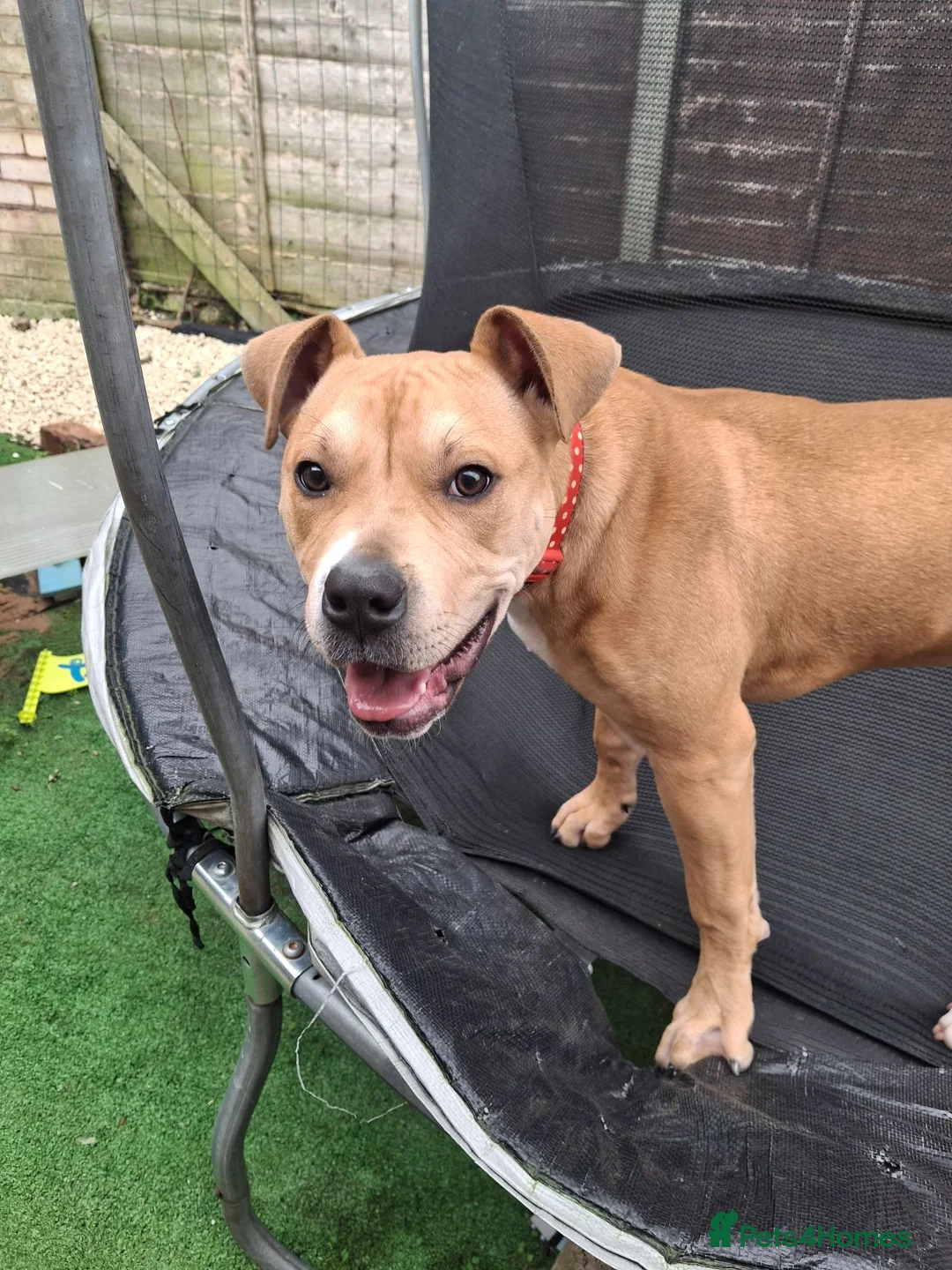 Staffordshire Bull Terrier dogs for sale: Poppy! (8 months) in Malvern - Advert 1