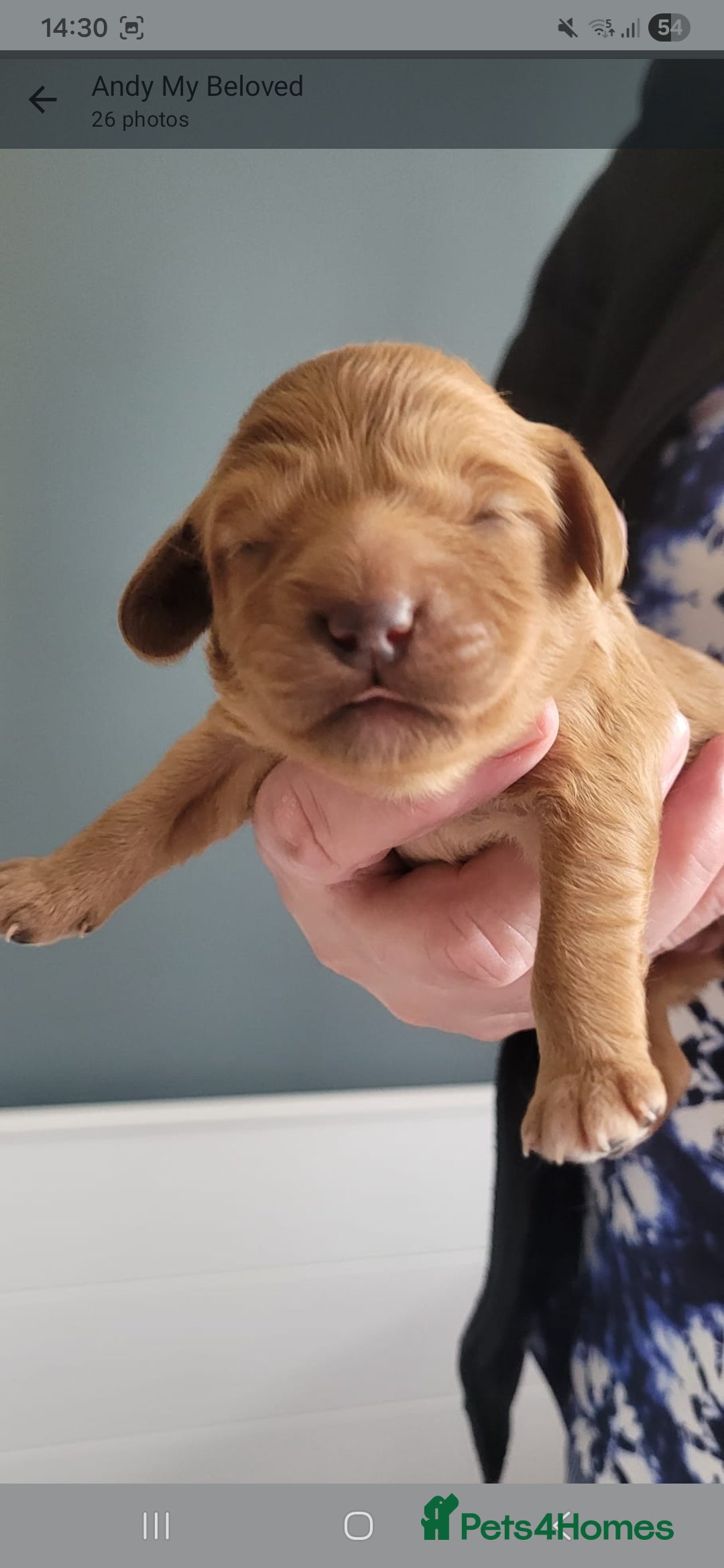 Cavapoo dogs HEALTH TESTED PARENTS. ETHICAL,STRUCTURED BREEDING - Advert 2
