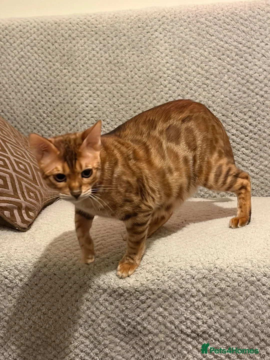 Bengal cats for sale: ⭐️⭐️QUALITY BENGAL CAT⭐️⭐️⭐️ - Advert 2