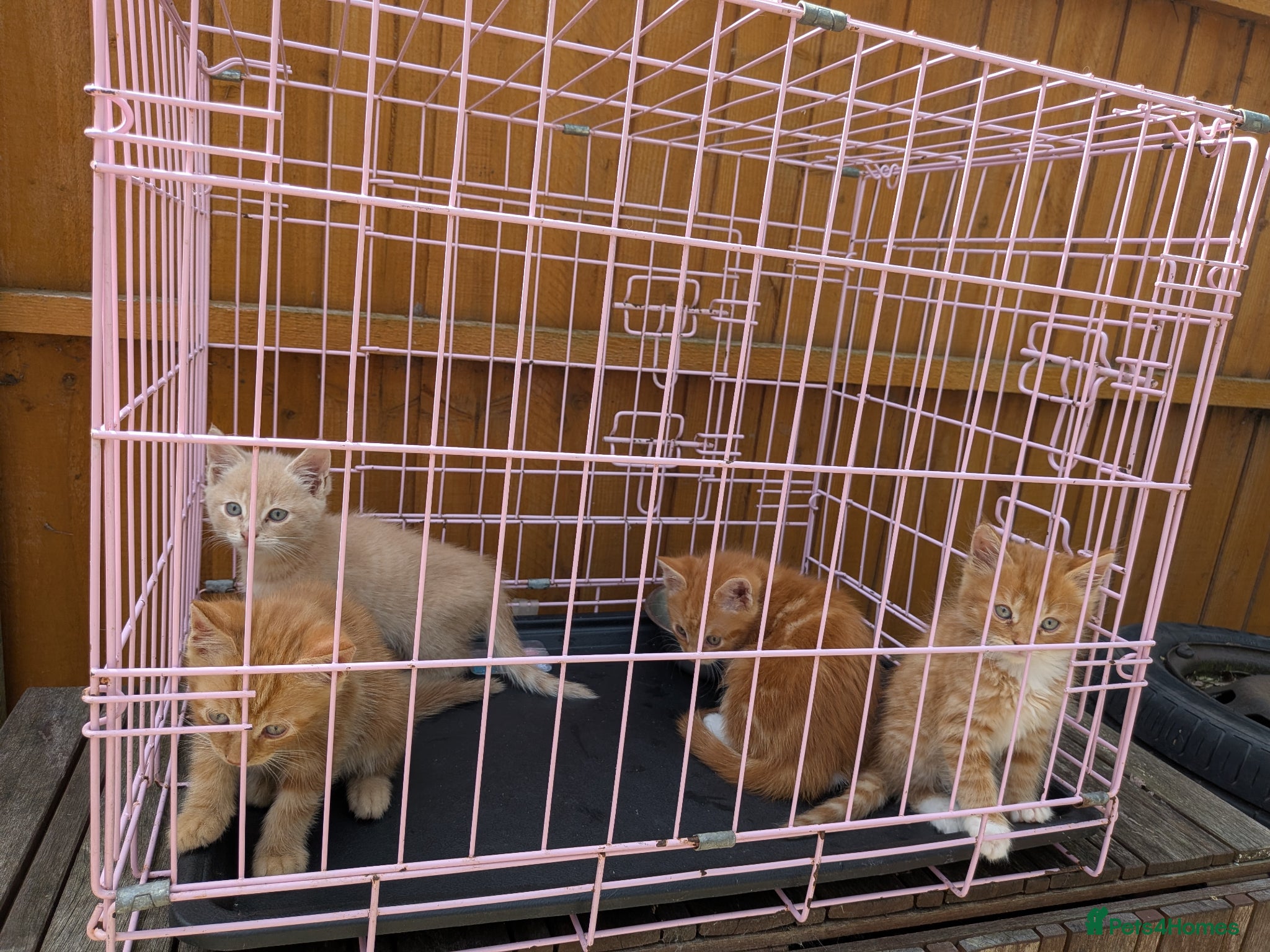 Maine Coon cats Only 1 Left !! Maincoon mom 3 1/4 Maincoon dad  - Advert 12
