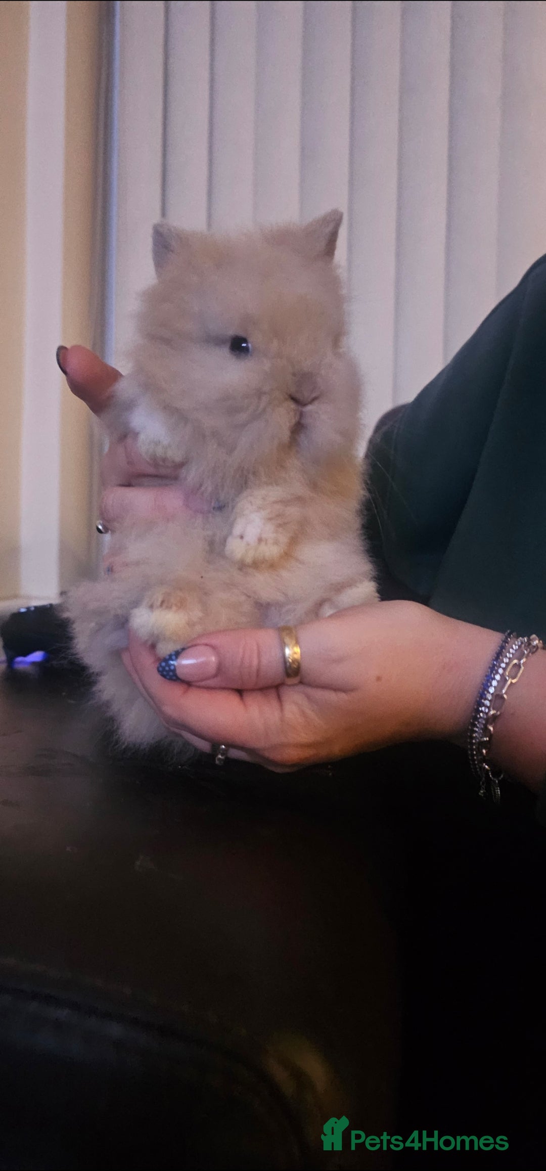 Dwarf Lop rabbits Baby dwarf lionhead rabbit for sale  - Advert 15