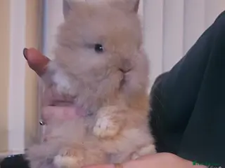 Dwarf Lop rabbits Baby dwarf lionhead rabbit for sale - Advert 15