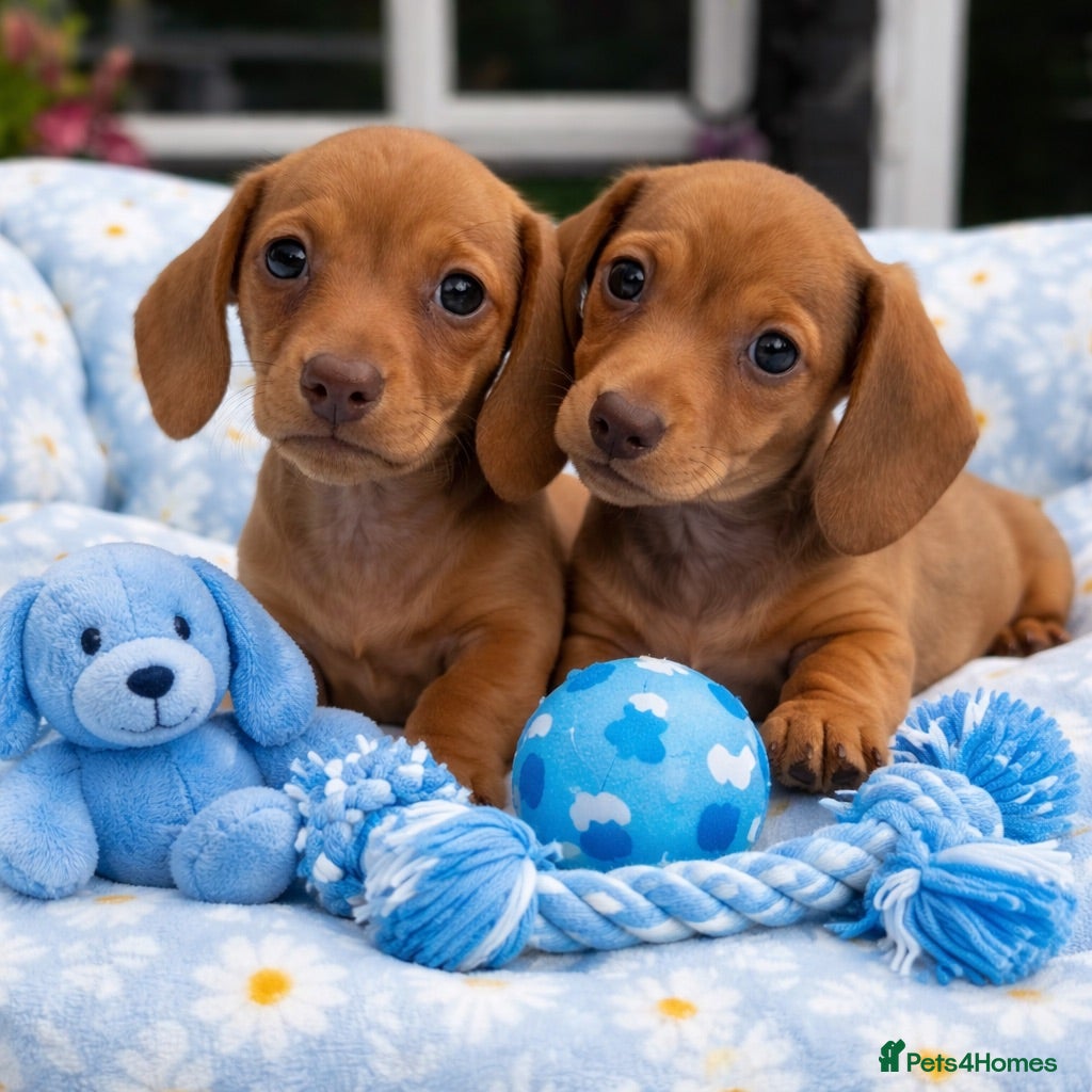 Miniature Dachshund dogs Miniature dachshund puppies 🐶 READY NOW - Advert 1
