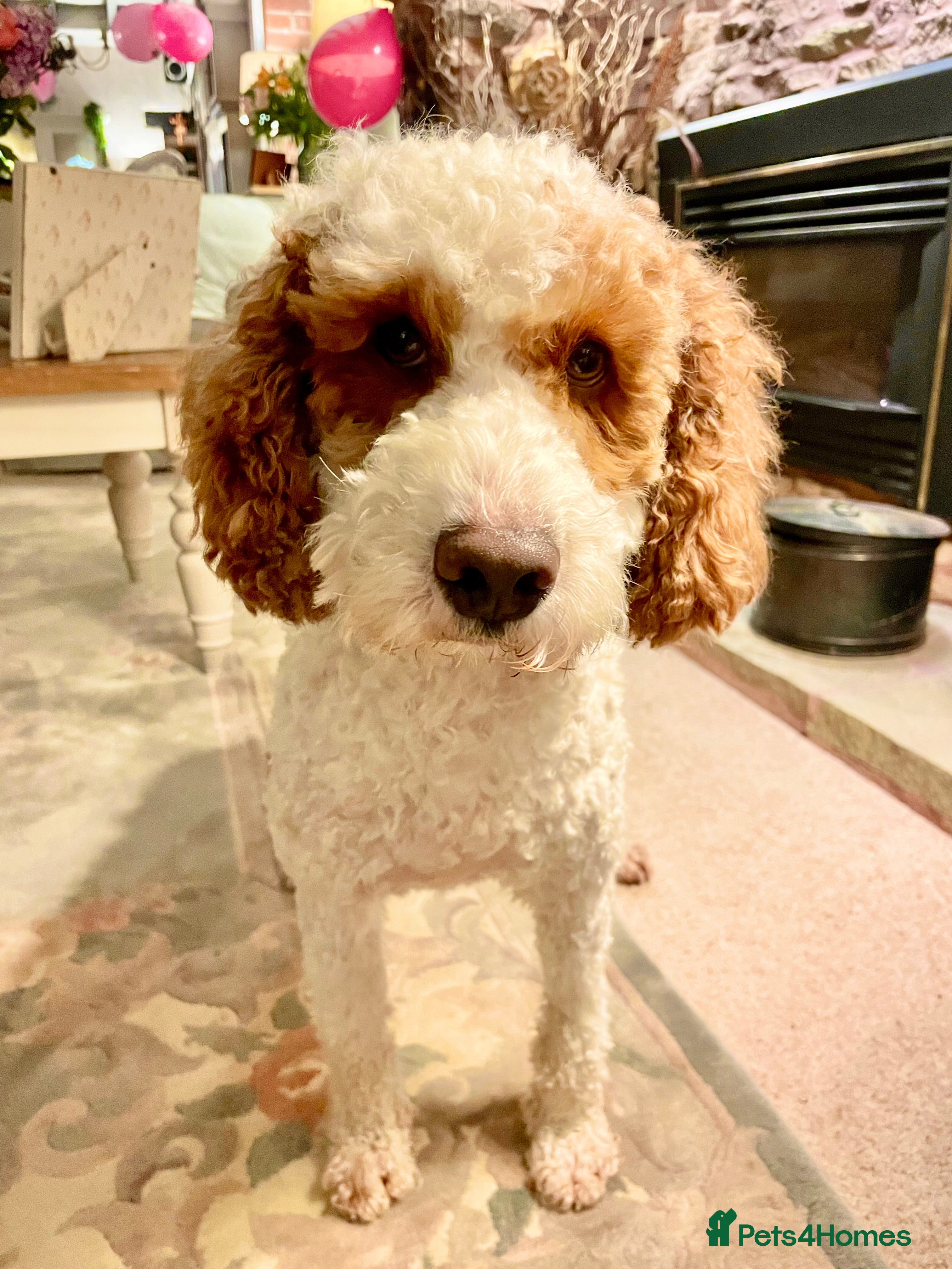 Cockapoo dogs Cockapoo Stud Dog - Proven  - Advert 1