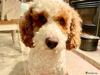 Cockapoo dogs Cockapoo Stud Dog - Proven - Advert 1