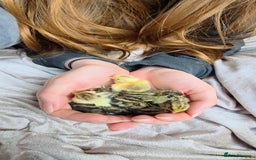 Quail poultry for sale: 8 button quail chicks for sale  - Image 1