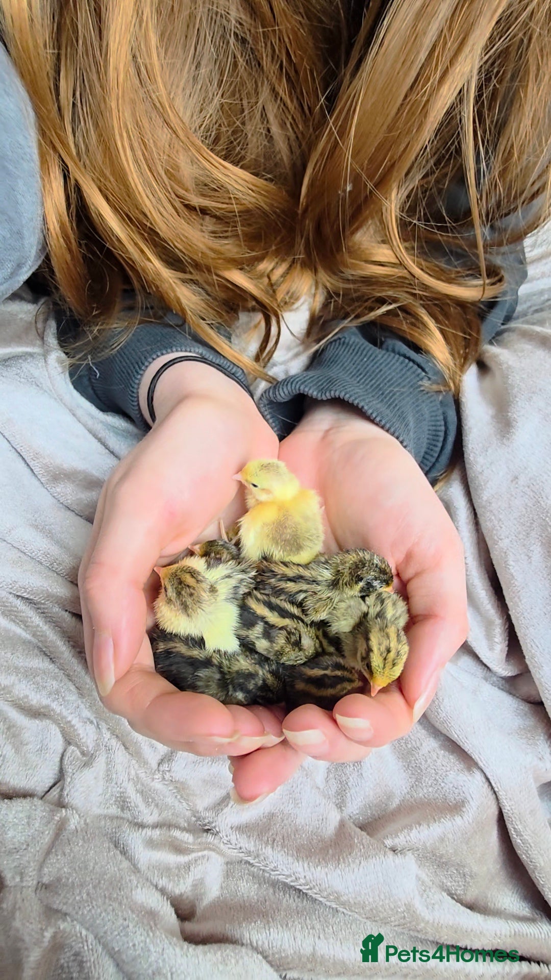 Quail poultry for sale: 8 button quail chicks for sale  - Image 1