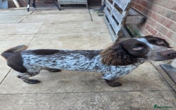 Cocker Spaniel dogs for sale: Male cocker spaniel for rehoming - Image 4