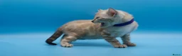 Bengal cats for sale: Snow Lynx Bengal Kittens–Available for Reservation - Advert 4