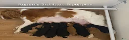 Cavalier King Charles Spaniel dogs for stud: GREEN DOPPLER, KC Cavalier STUD. Health Tested - Advert 11