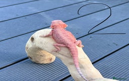 Bearded Dragon reptiles for sale: Bearded Dragon Babies  - Image 7