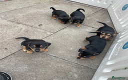 Jack Russell dogs for sale: Short Legged Jack Russell Pups - Image 3