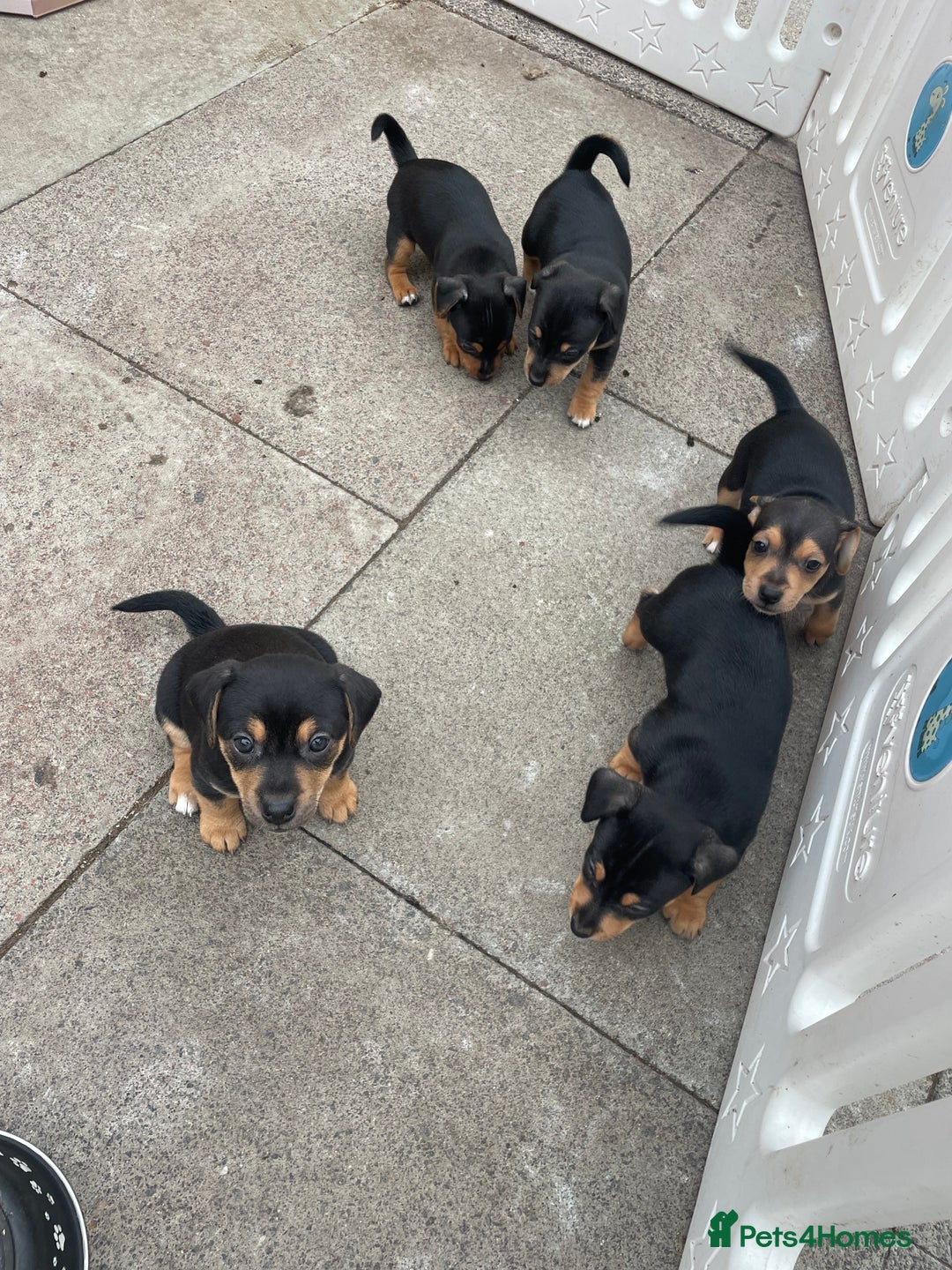 Jack Russell dogs for sale: Short Legged Jack Russell Pups - Image 3