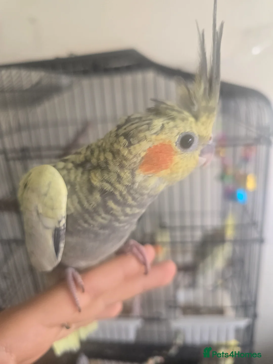 Cockatiels birds for sale: 4 baby cockatiels for sale - Advert 2
