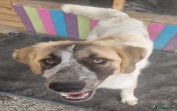 Mixed Breed dogs for adoption: Islay - In Ayr looking for a home  - Image 1