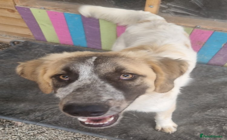 Mixed Breed dogs - Advert 4