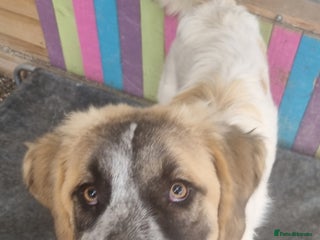 Mixed Breed dogs - Advert 14