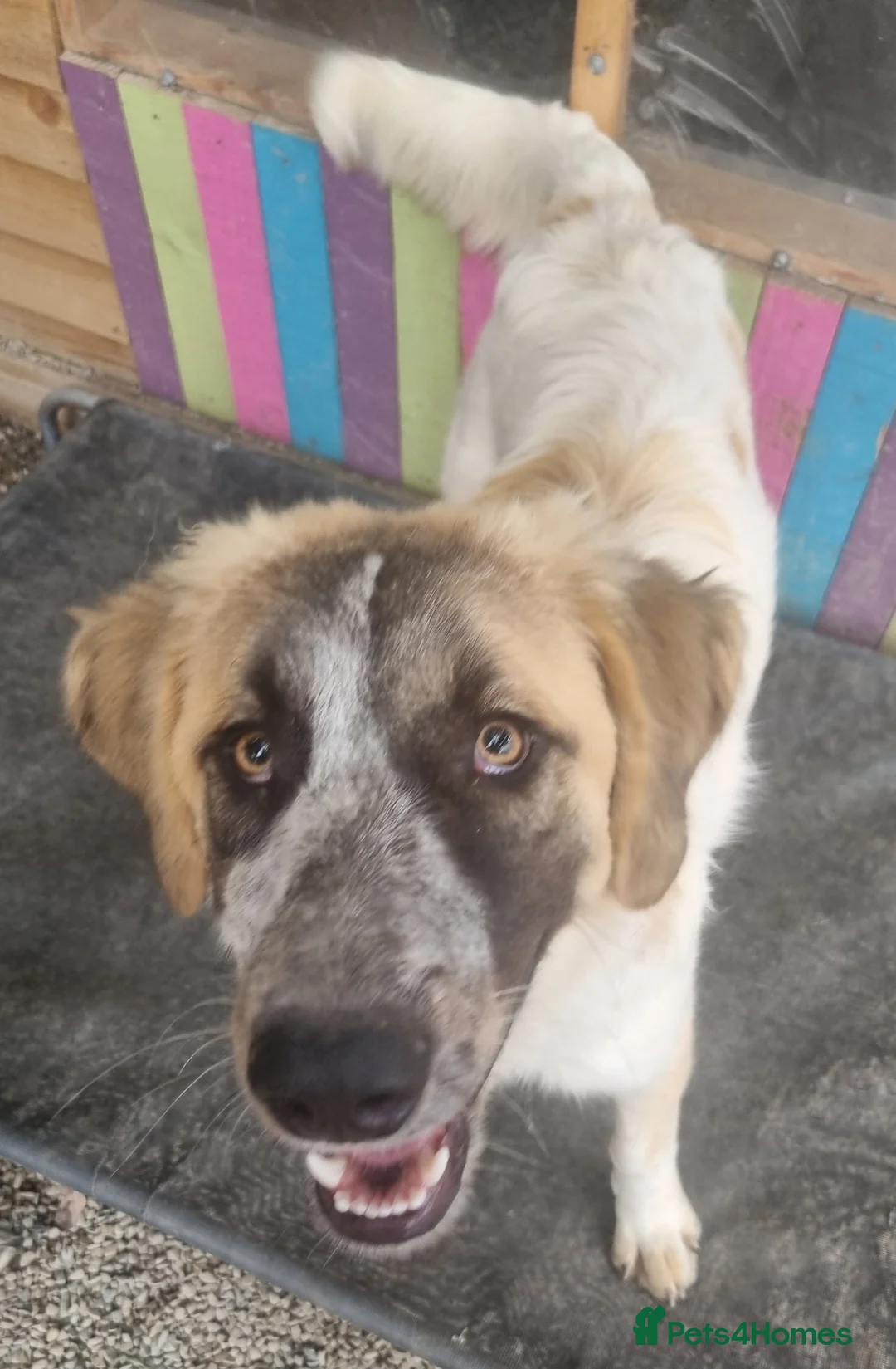 Mixed Breed dogs for adoption: Islay - In Ayr looking for a home  - Advert 1