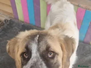 Mixed Breed dogs Islay - In Ayr looking for a home - Advert 7